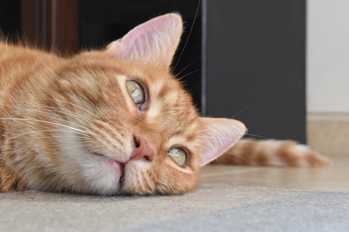 母猫闹猫时可能出现孤独,叫唤,不安,食欲不振等问题,需要采取措施解决