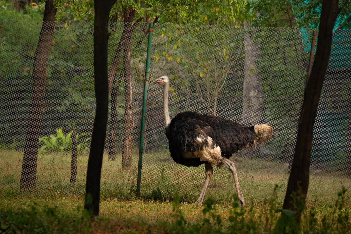 养鸵鸟和鸸鹋各有其特点和优势,选择哪个更好取决于您的个人需求和