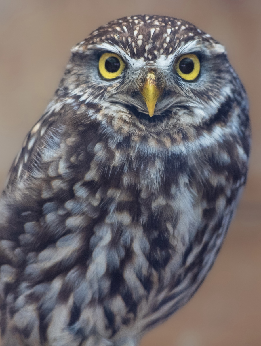 猫头鹰可以当宠物养吗