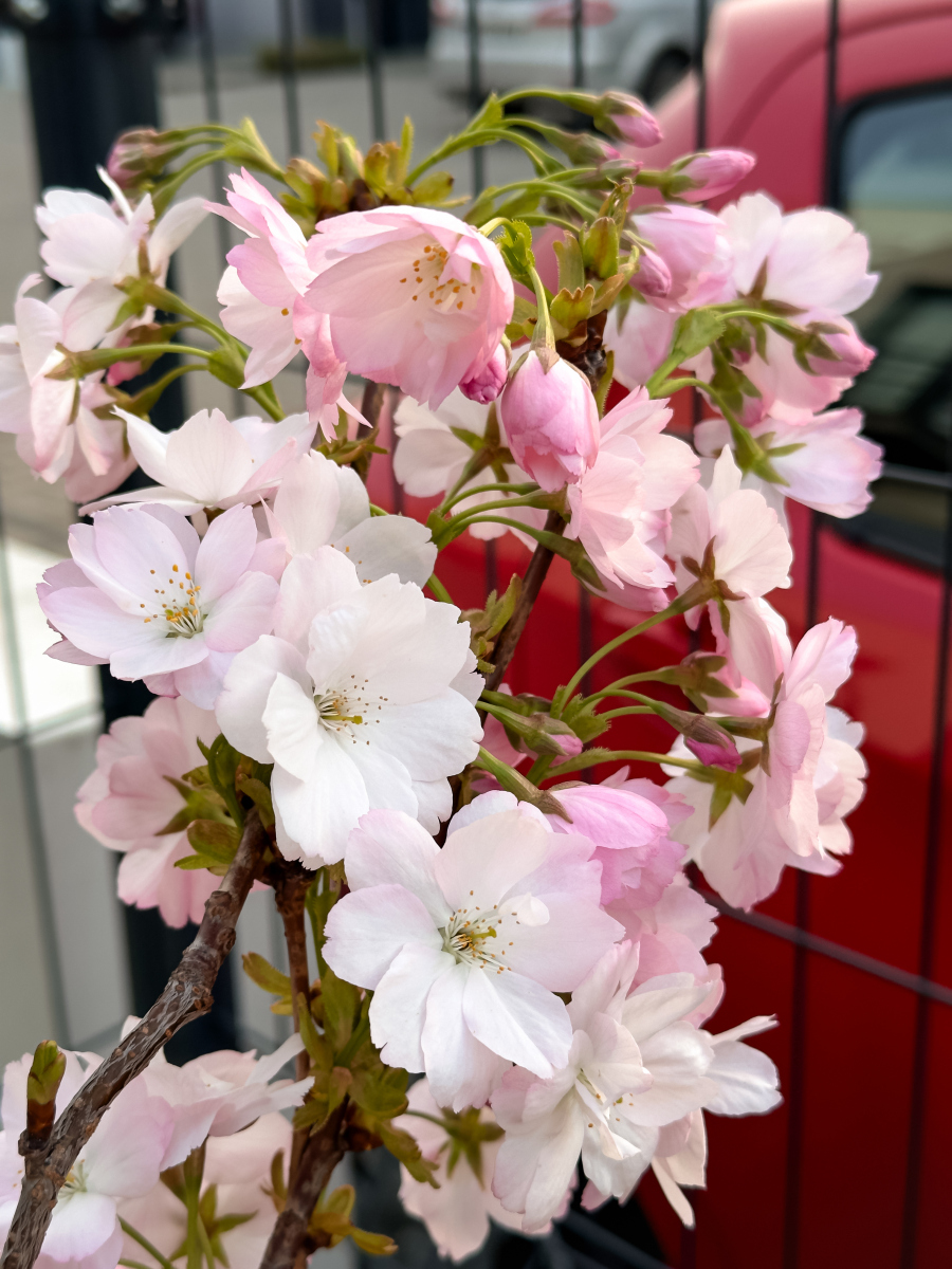 车厘子的花是什么样子