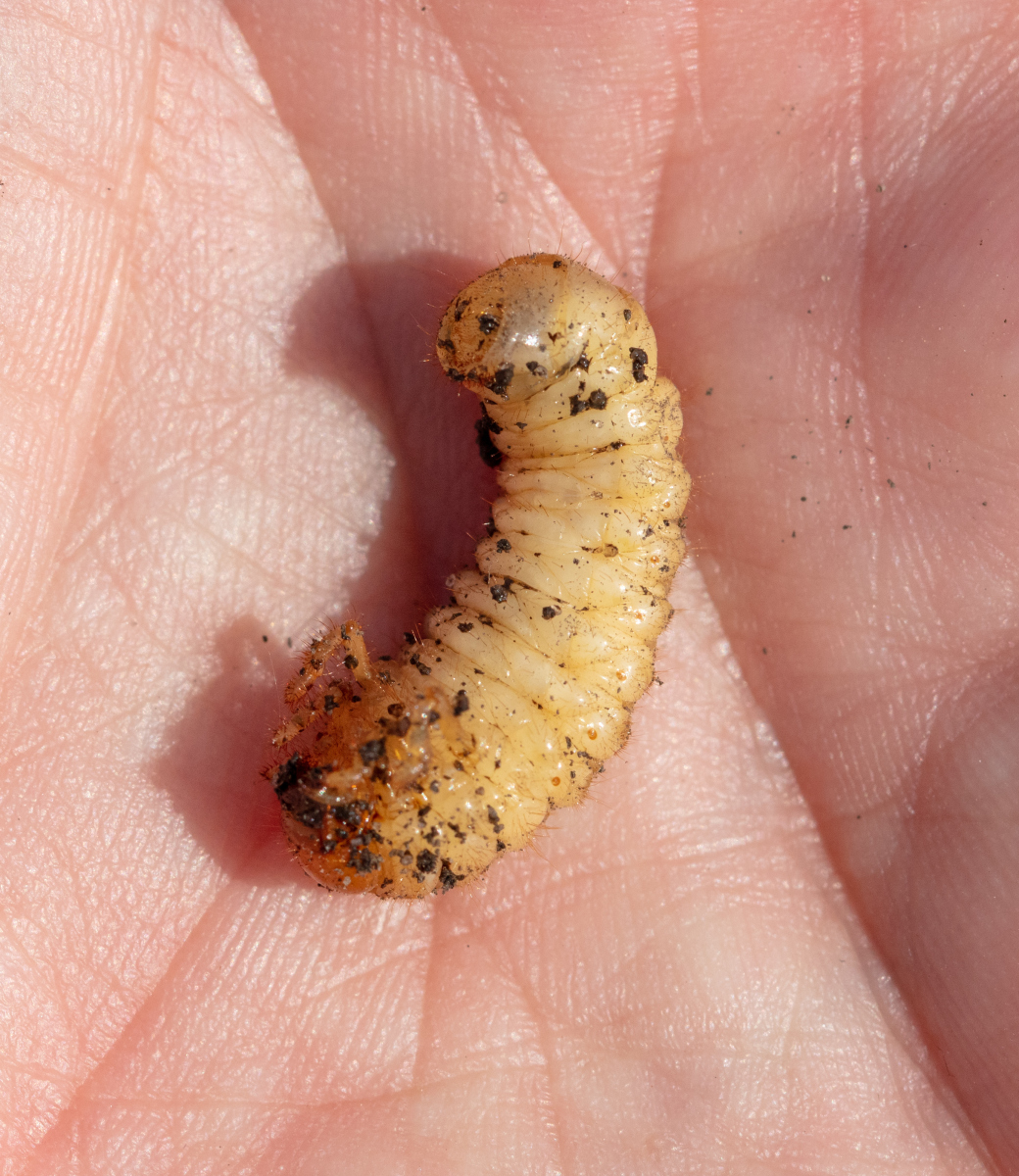在广东的珠江三角洲,有一种美食,它小巧玲珑,却营养