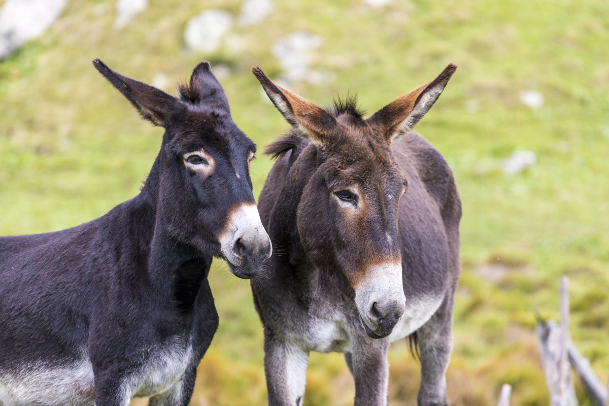 驴在动物界的地位,简直就像石油在能源领域一样重要!