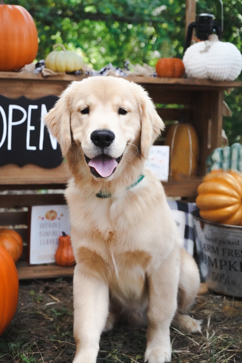 金毛是哪个国家的犬种!
