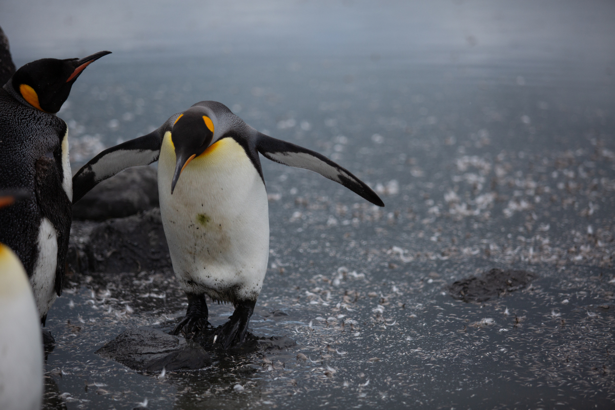 南极洲这片遥远而神秘的土地上,生活着一种古老而独特的生物