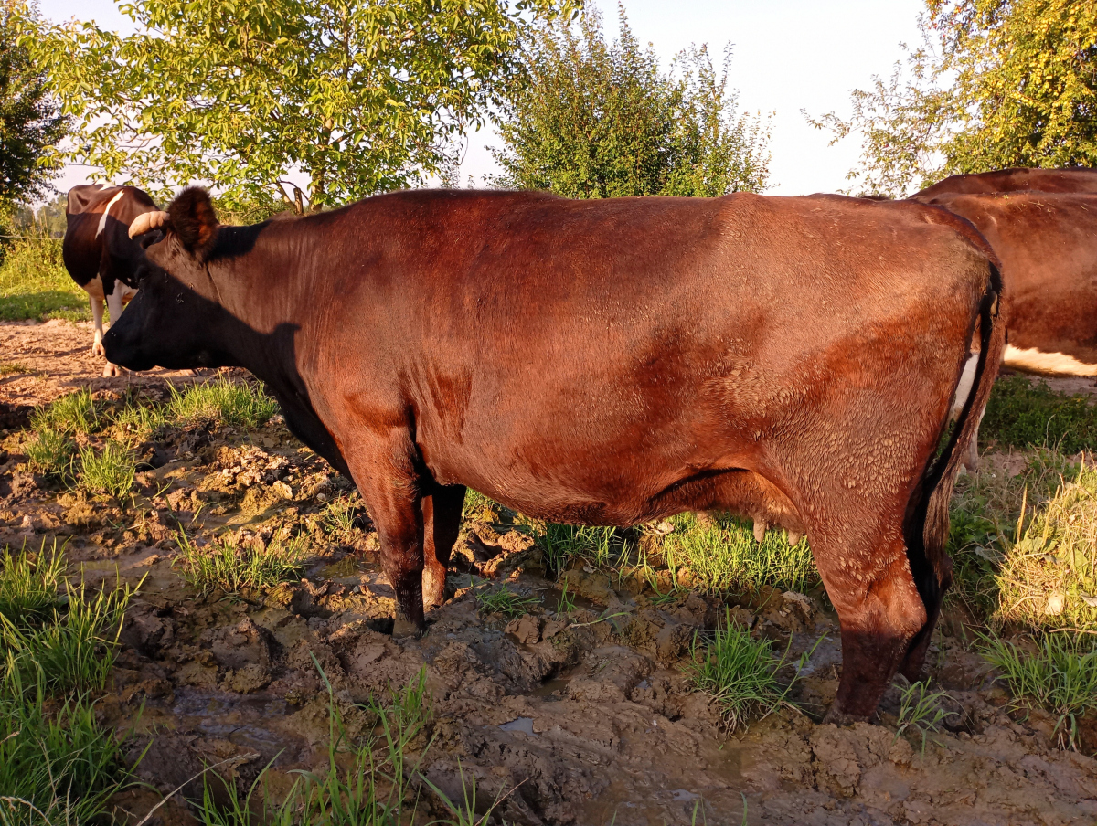 牛有几个胃分别叫什么