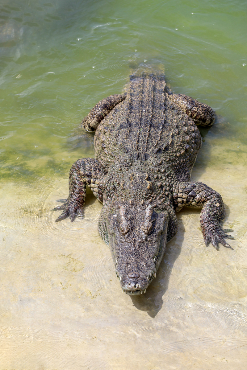 鳄鱼可以当宠物养吗?要注意什么?