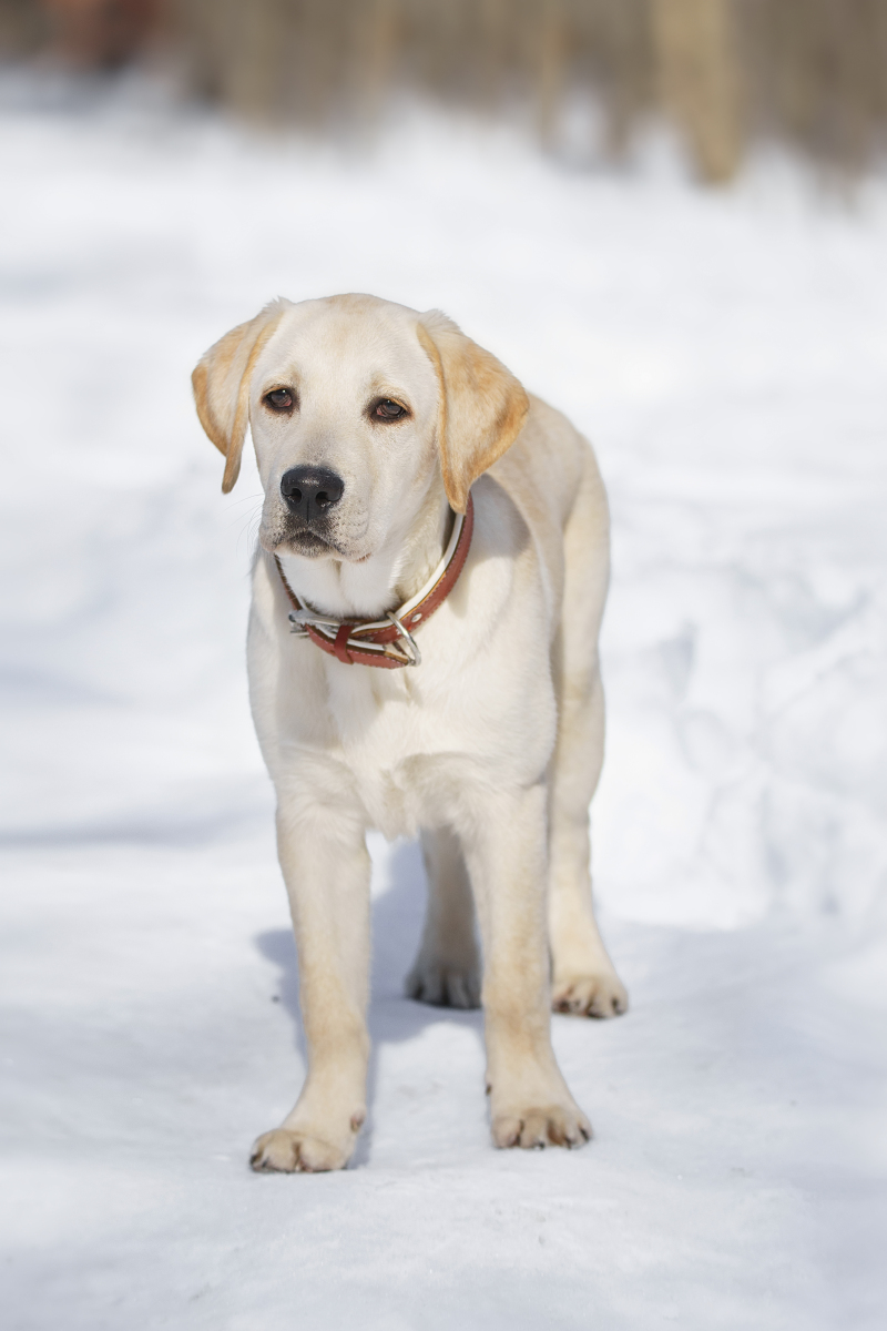 探寻拉布拉多的世界:饲养必备指南