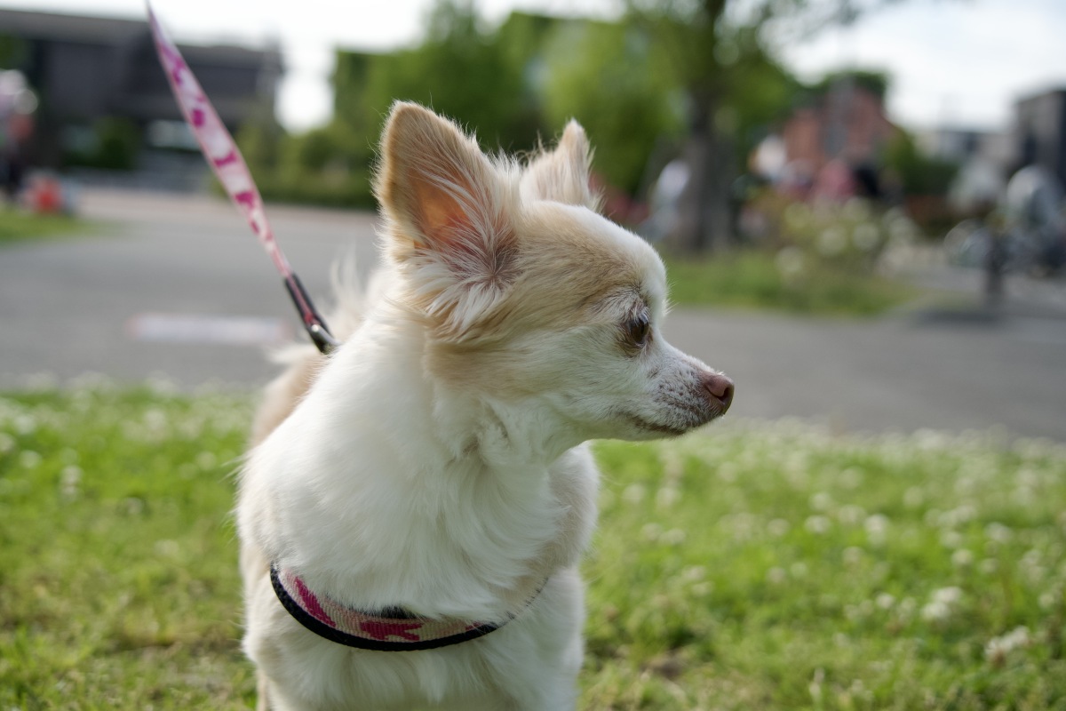 你没有听错,就是那个小小的,可爱的,萌得一脸血的吉娃娃!