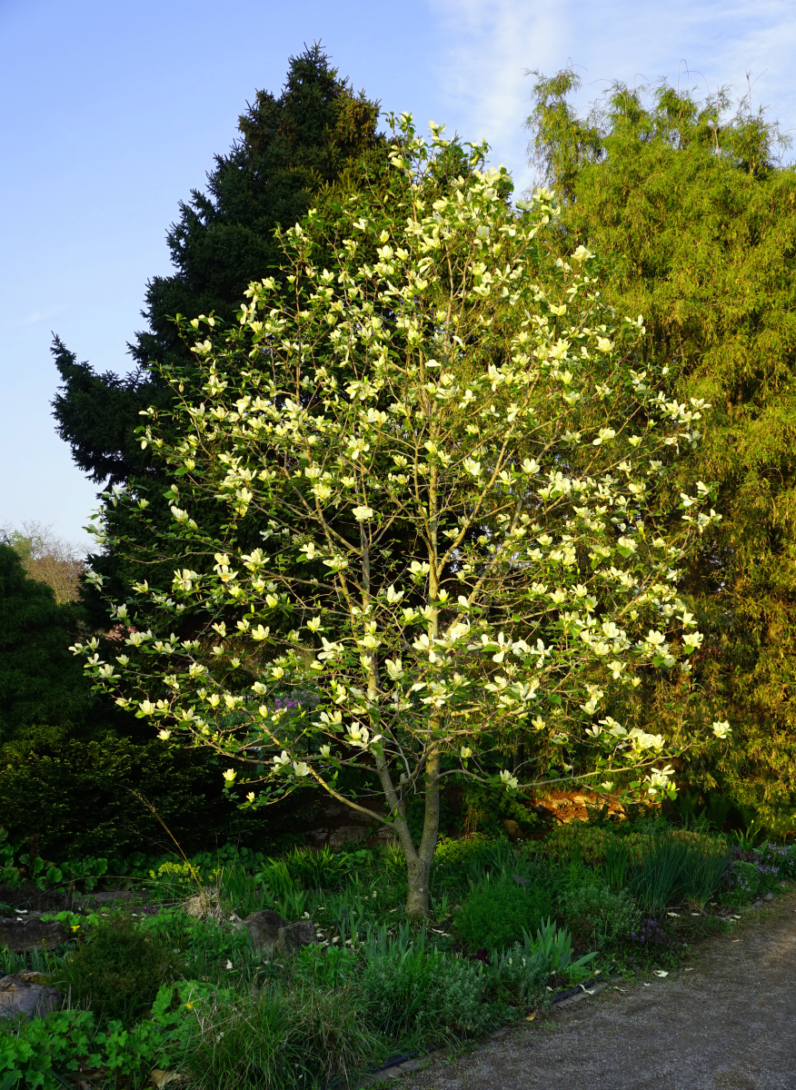 白玉兰树栽在家里哪个位置好