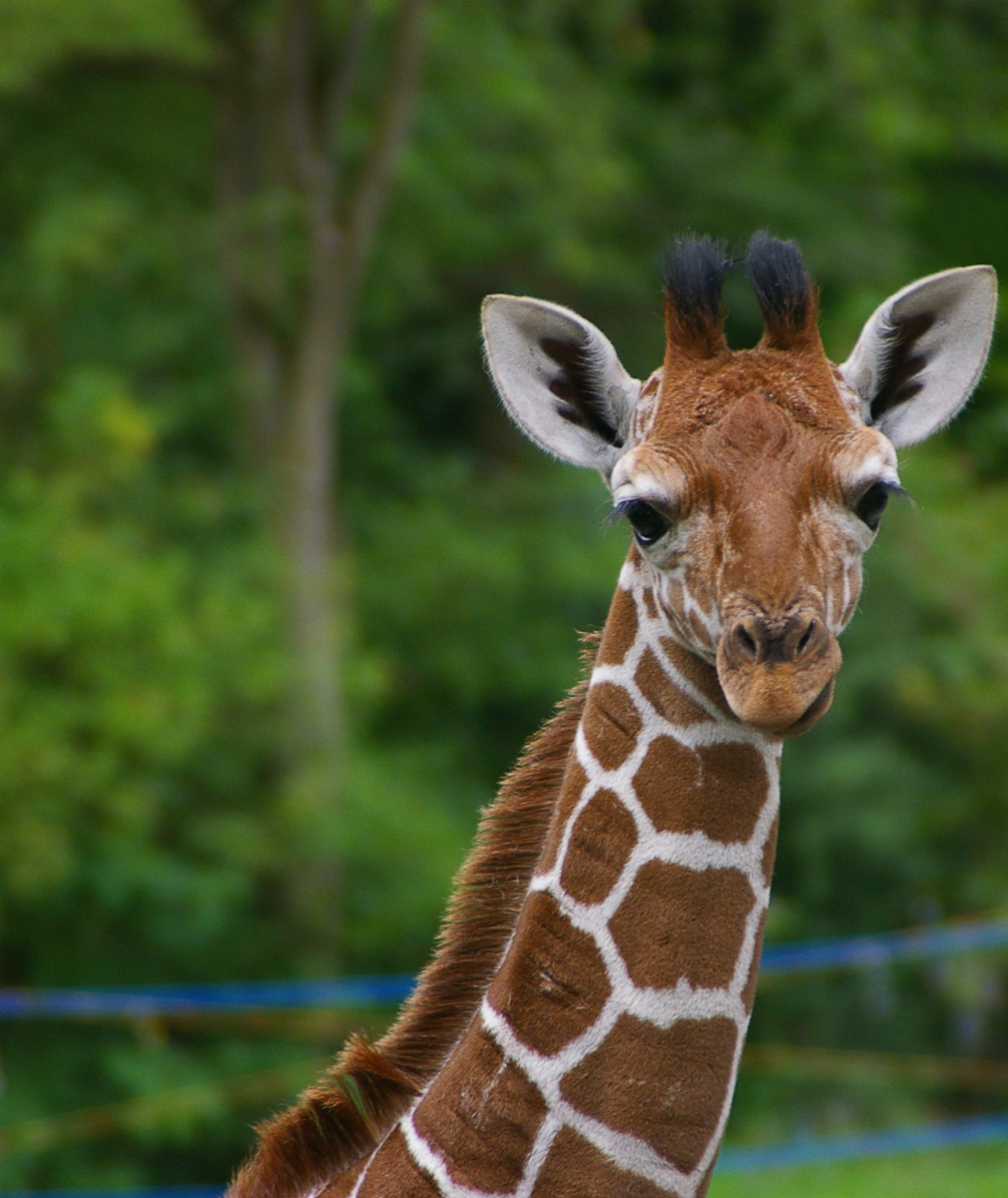 长颈鹿是怎么睡觉的?
