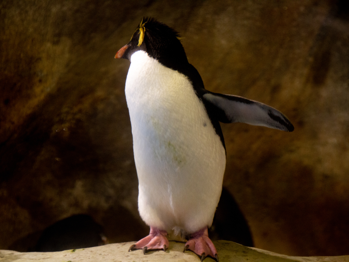 企鹅种类繁多,从体型庞大的帝企鹅到小巧玲珑的阿德利企鹅,它们各自在