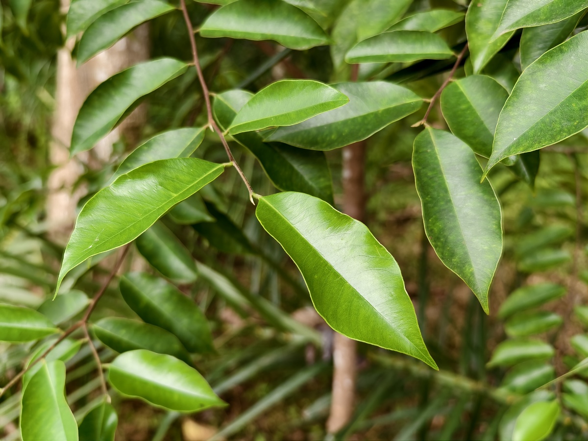 快速对对联,下联:叶叶相接自成荫