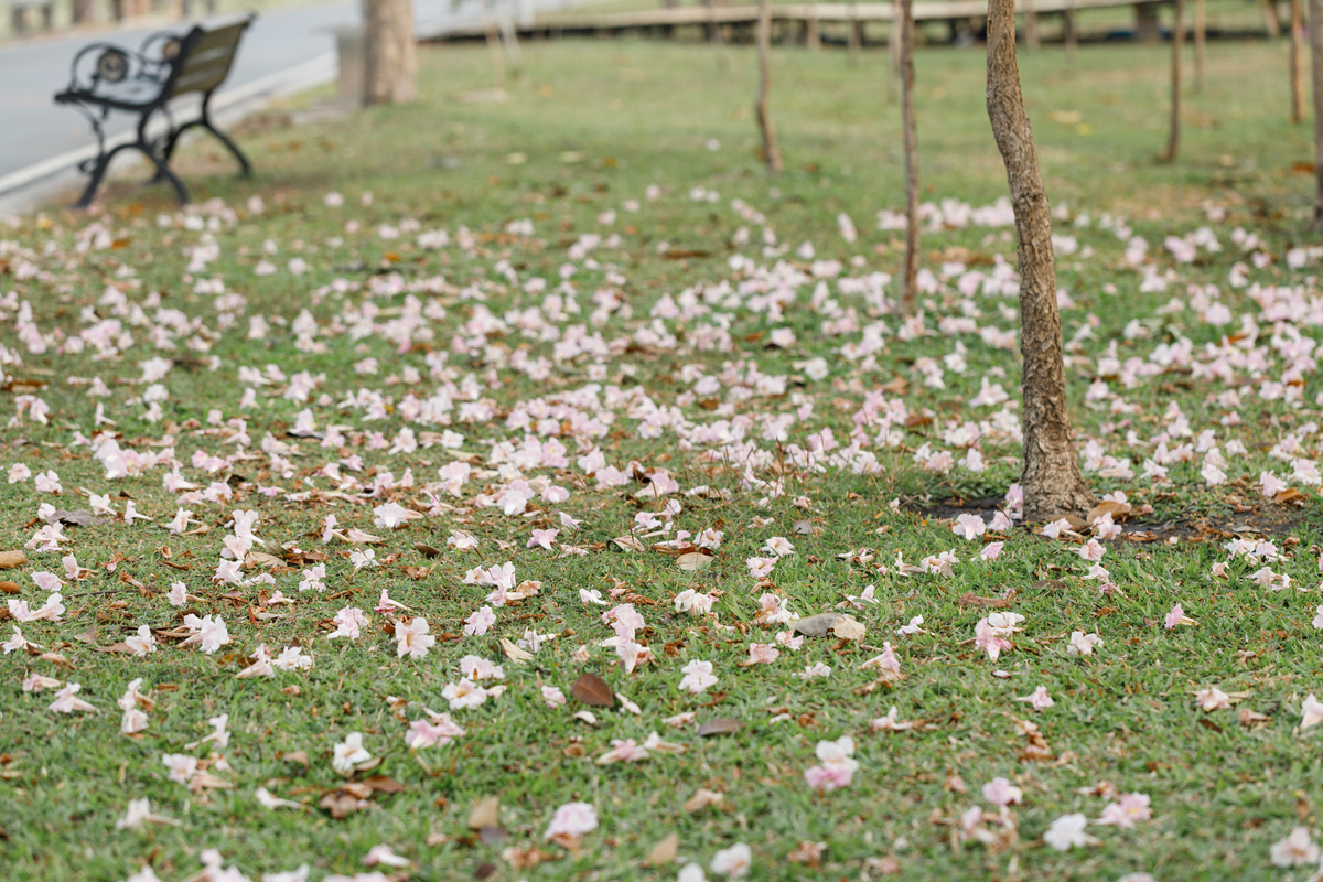 *花又落:自然界中的循环与哲理*