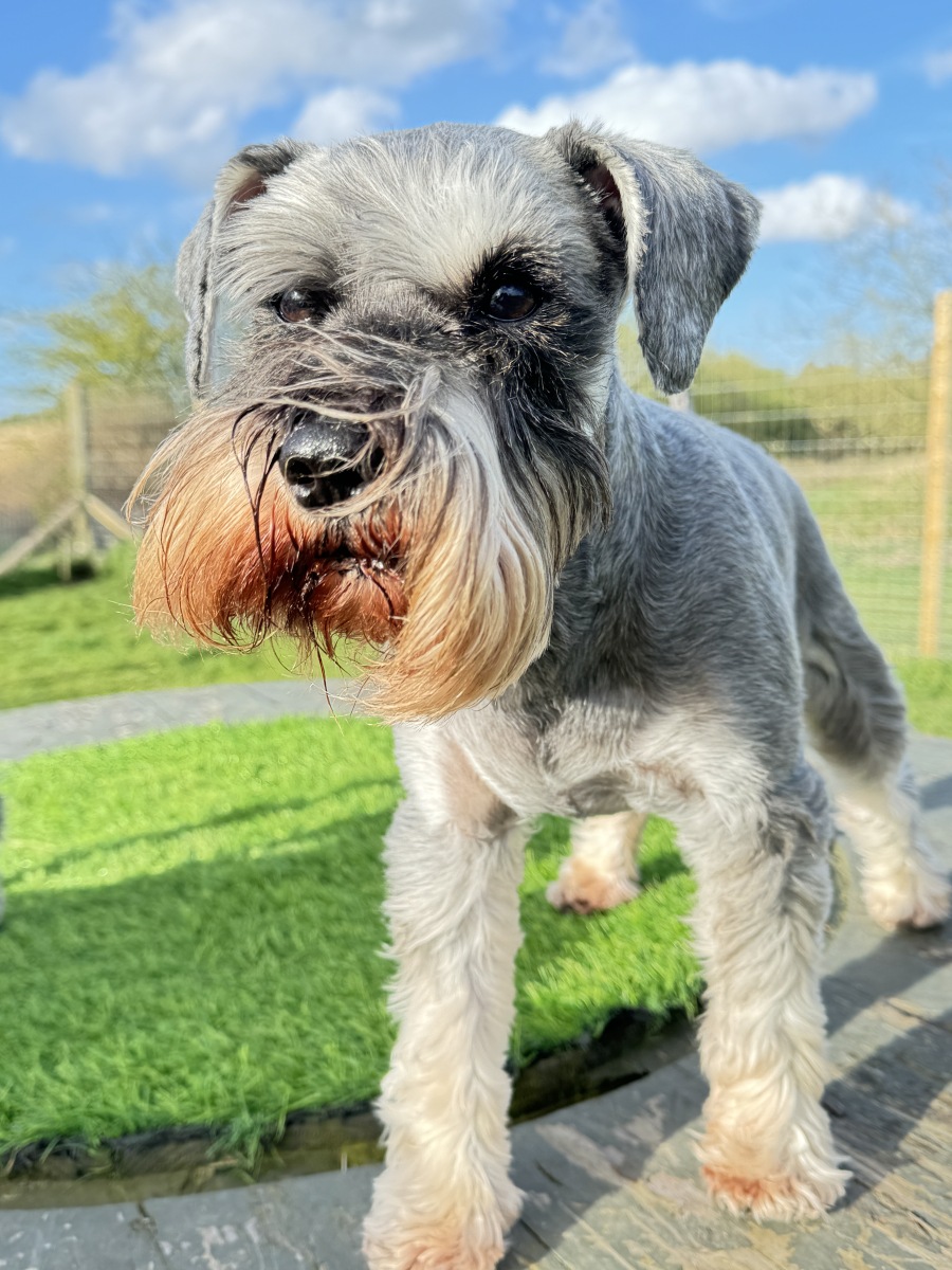 老头狗叫什么名字?