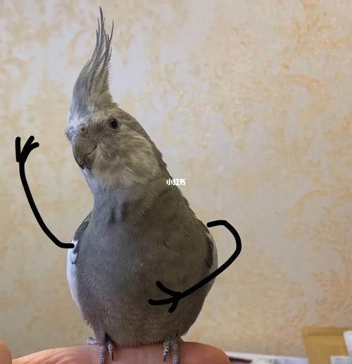 黑牛yyds_鹦鹉_黑牛怎么样_玄凤_玄凤鹦鹉_宠物_宠物其他