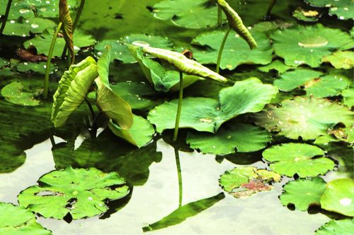 初夏荷叶刚露角 已有莲花在池头 若问夏来何消暑 忠山麓畔清悠悠