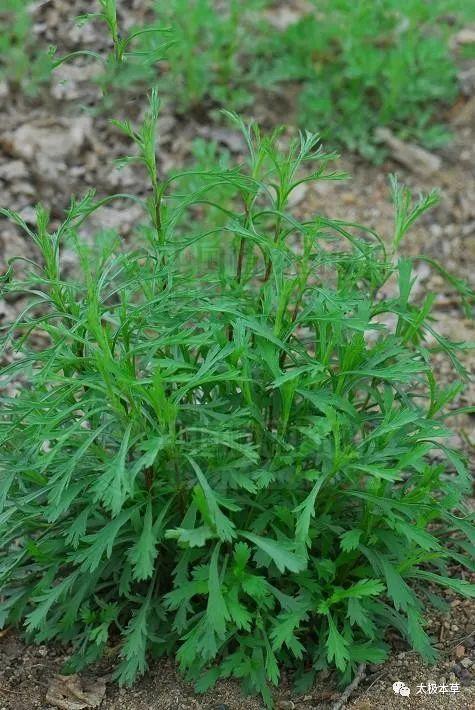 别名齐头蒿,水辣菜,布菜,土柴胡,猴掌草,流尿蒿,臭艾,克头青,油艾,油