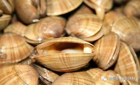 蚬子种类有很多,要是说吃起来最过瘾的,还得是大黄蚬子!