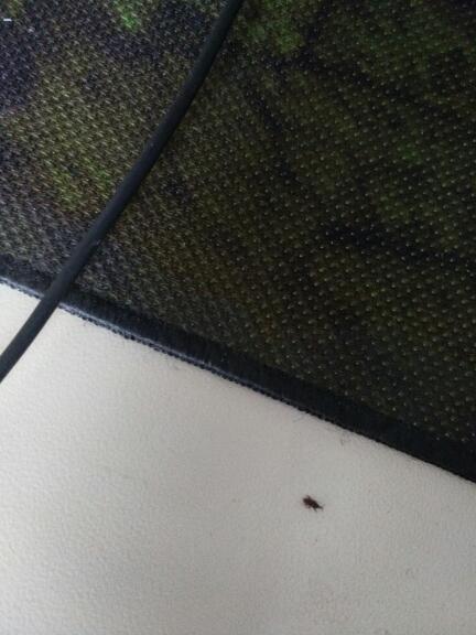 家里有好多虫子,这啥虫子啊,好像是因为油的原因