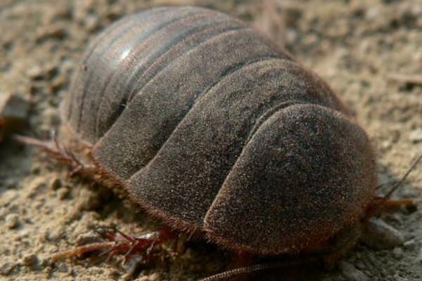 土鳖虫价格多少钱一斤2018年养土元赚钱吗附养殖前景及市场价格行情