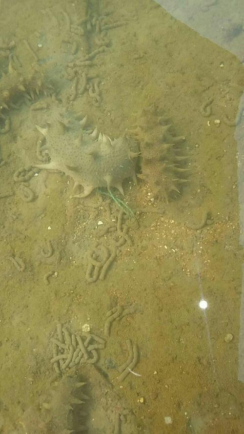 水质肥沃,底栖硅藻丰富.