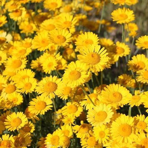 润枝绿化日光菊种子公园绿化日光菊野菊花美丽乡村花海种子菊花波斯菊