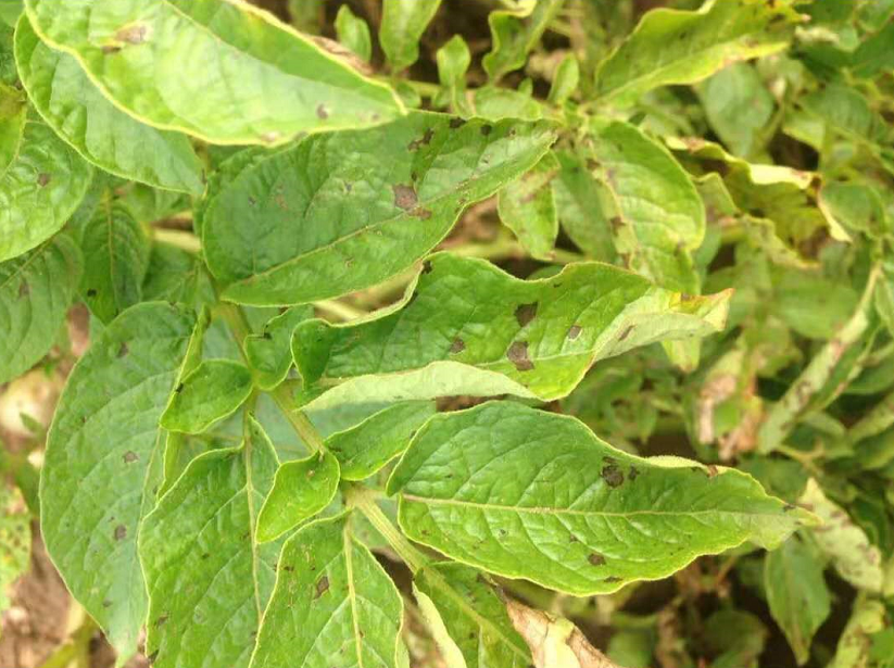 病虫害科普丨马铃薯早疫病的危害与防治