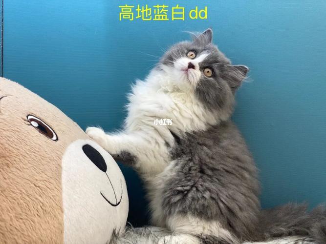 高地蓝白,英短蓝白_英短_猫舍_绿地468公馆自由行热门