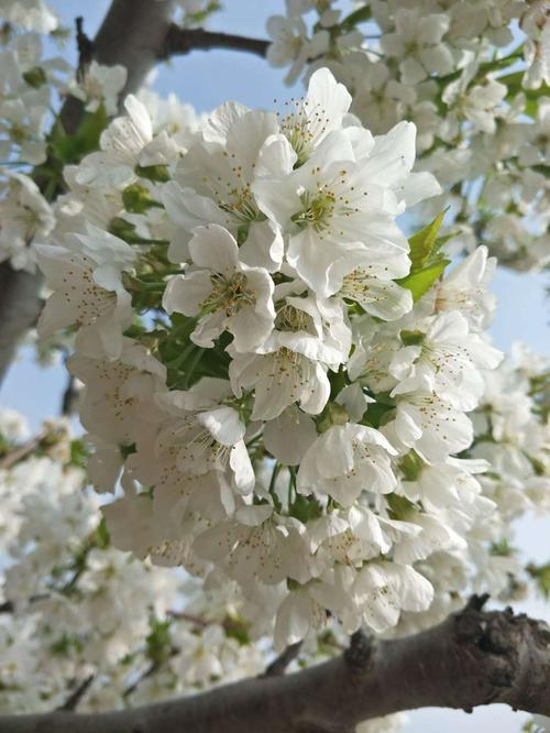 大樱桃习性之开花