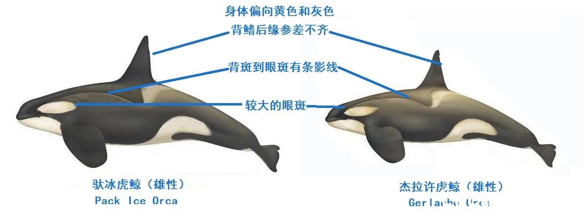 【野生动物科普】vol.1 海洋白胖子-虎鲸