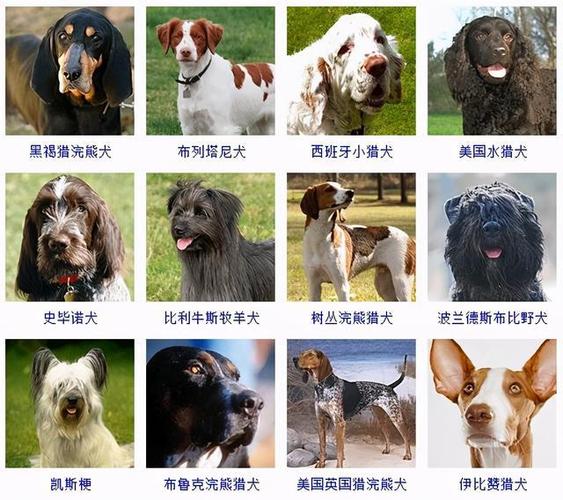 浣熊猎犬,波兰德斯布比野犬,凯斯梗,布鲁克浣熊猎犬,美国英国猎浣熊犬