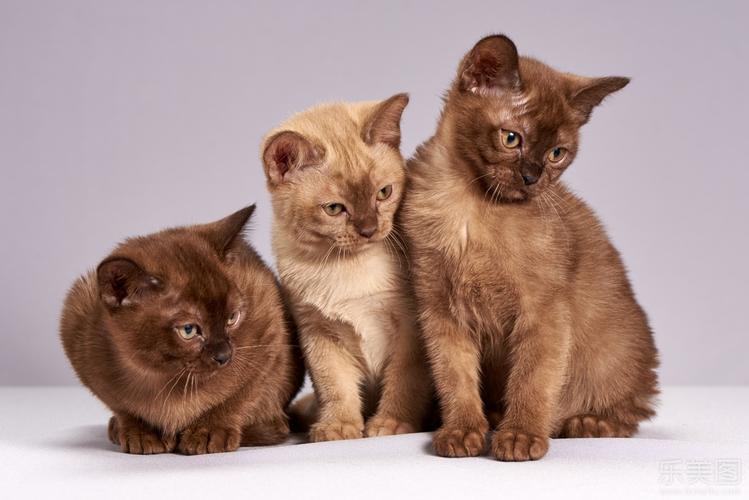 宠物摄影_紫色背景白色桌面可爱宠物猫