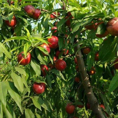 泰安优质中油4号油桃 现货中油4号油桃