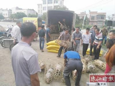 禅城区食药监局")在湛江廉江市青平镇横桠埇村举办农资禽畜苗发放仪式