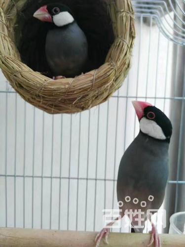 精养白灰文鸟孵化幼鸟