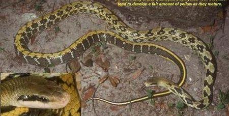 在路上骑车不小心扎到了一条黄色纹的小蛇,过去以后我