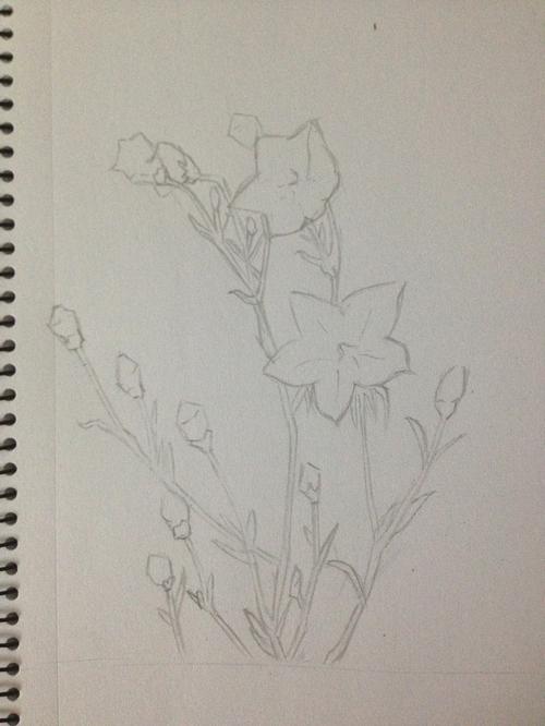 我喜欢做每一件事都认真的完成,对于桔梗花,我一直很喜欢,因为它的