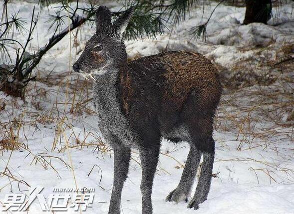 麝香是什么动物身上的东西 古代女子用麝香来避孕