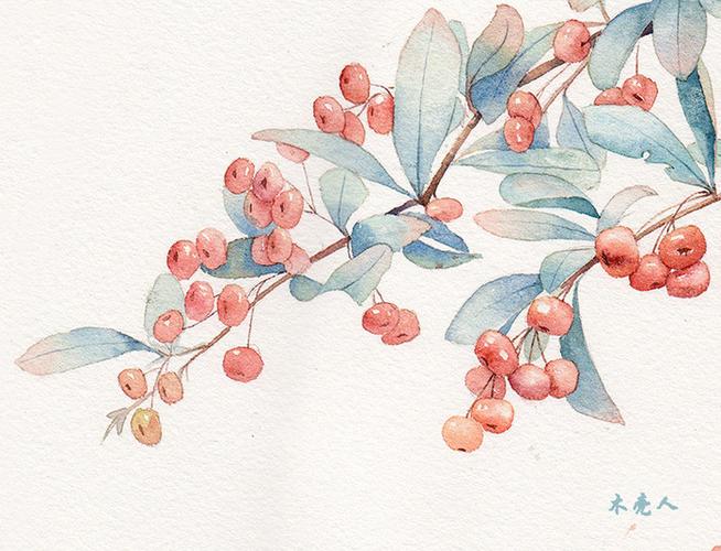 花卉 植物 水彩 手帐素材 插画 手绘 彩绘 头像 壁纸微博:木壳人