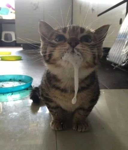 我家猫上蹿下跳后嘴里吐白沫5分钟后猫咪死掉了