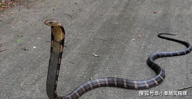 原创身怀黄金液体的眼镜蛇王毒液不是最毒但是一定致命