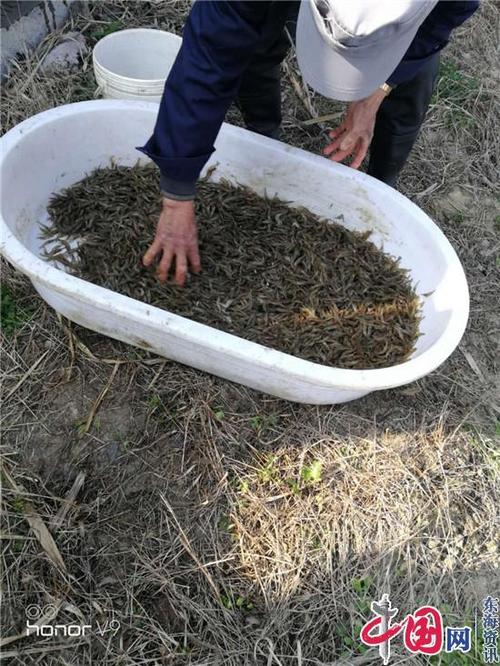 疫情期间兴化为养殖户引进太湖2号优良青虾种苗