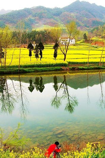 魅力汉中金色花海 亮出春天最美的风景(图)