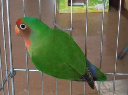 绿桃脸和绿身红嘴牡丹鹦鹉交配下一代会是什么颜色鹦鹉