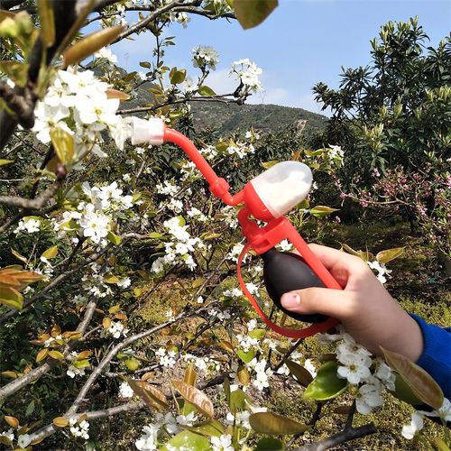授粉2021新款果树花粉桃树梨树杆式猕猴桃蕃茄其它