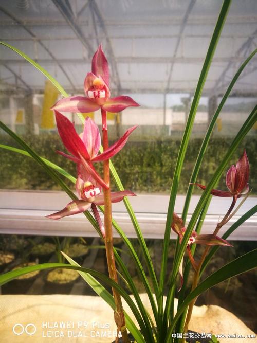 开的如此艳丽的边河锦绣