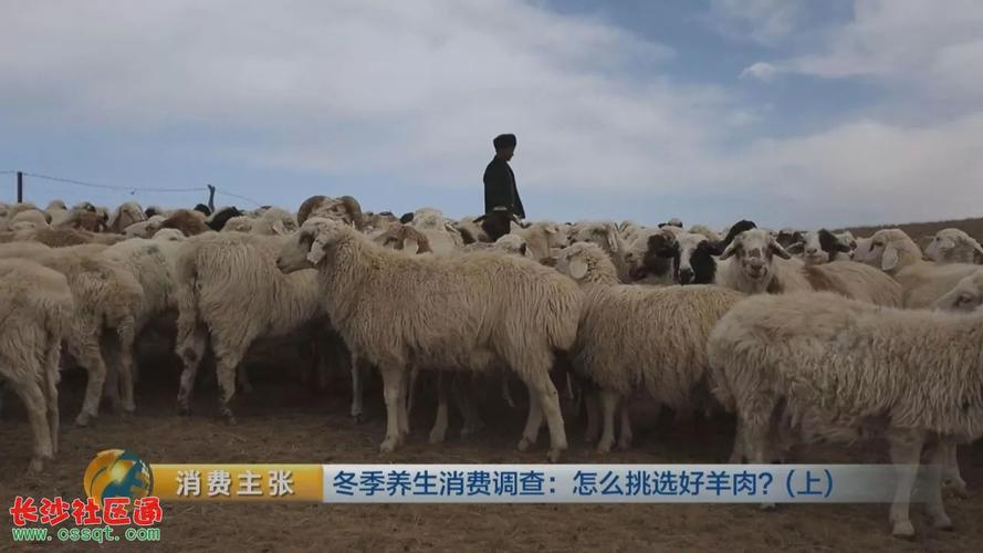 和田羊,盐池滩羊!冬令进补 哪里的羊肉最好吃?