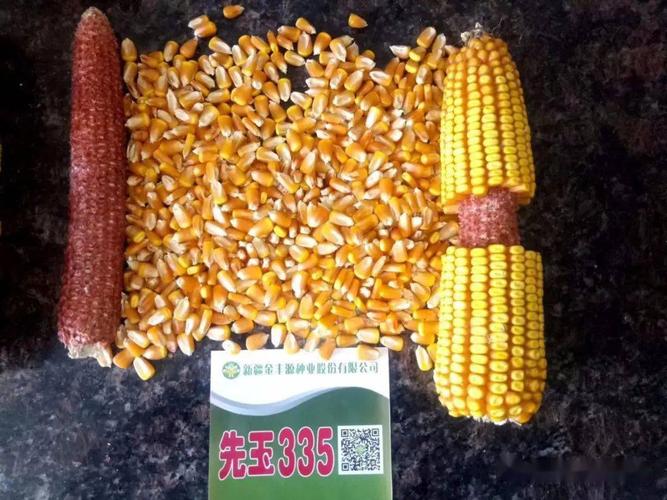 优质玉米种子具备哪些特征?都在这里!