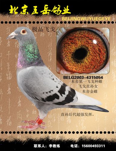 飞戈_北京五岳鸽业_ag188.com爱鸽商城_中国信鸽信息网