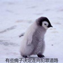 萌宠表情包 gif图